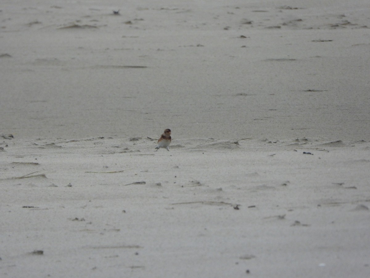 Snow Bunting - ML646648358