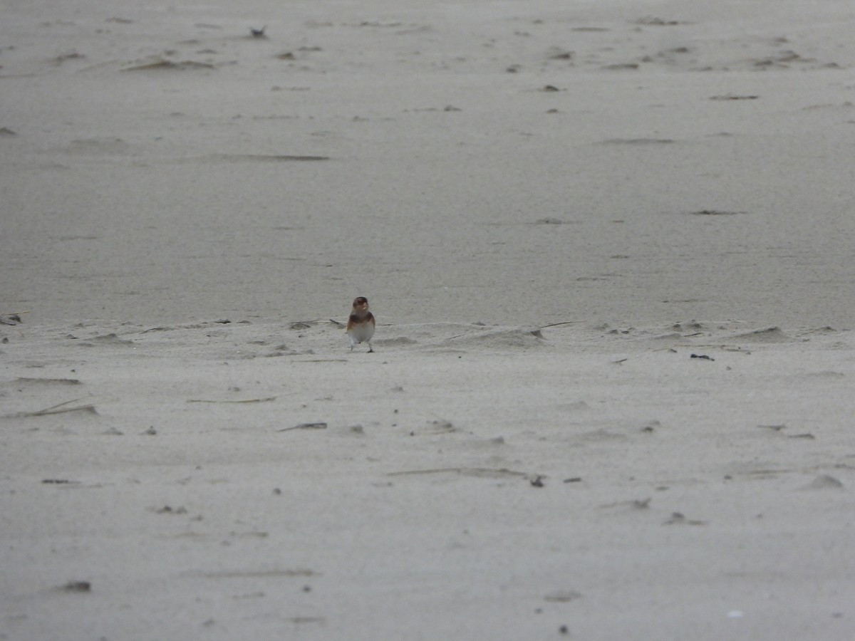 Snow Bunting - ML646648361