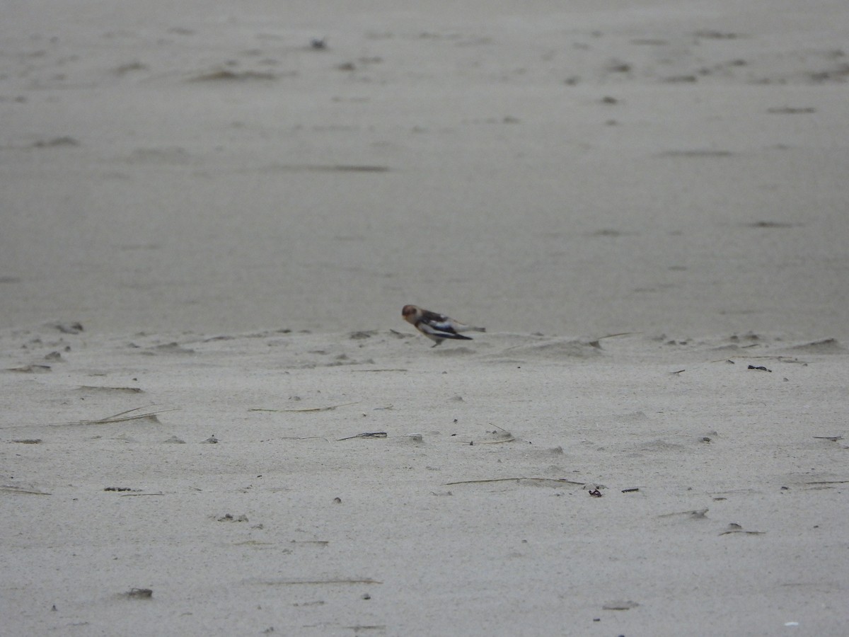 Snow Bunting - ML646648362