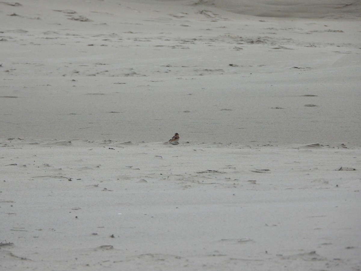 Snow Bunting - ML646648363