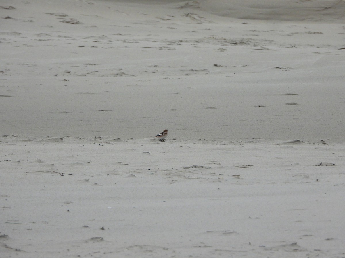 Snow Bunting - ML646648364