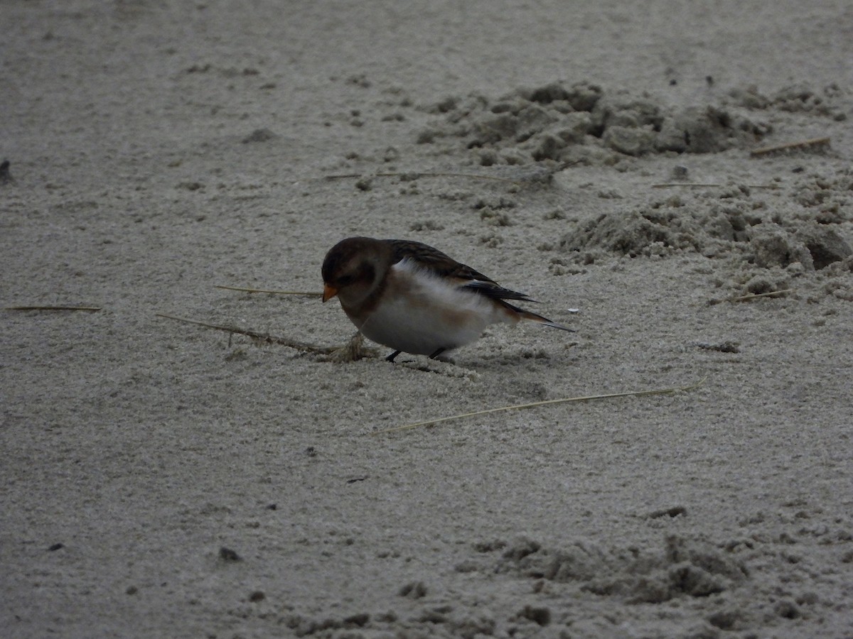 Snow Bunting - ML646648365