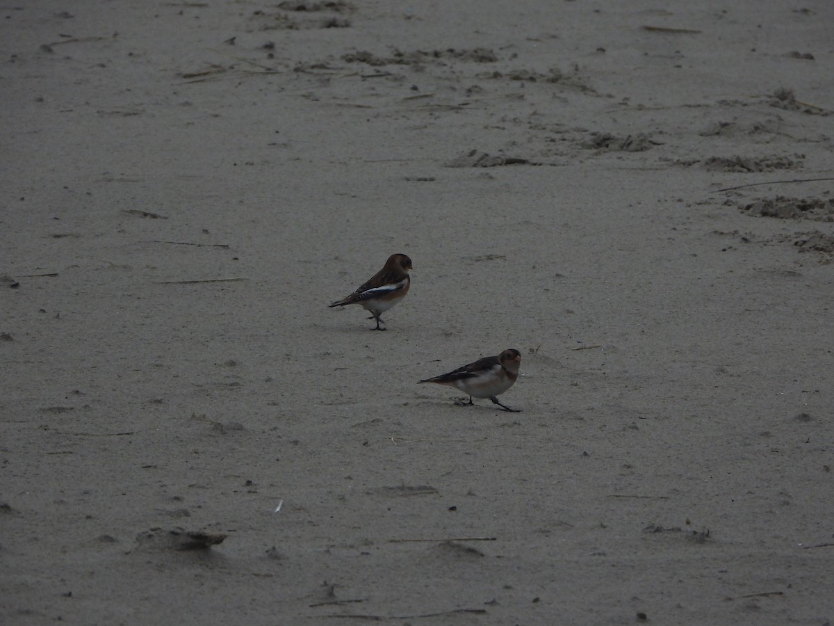 Snow Bunting - ML646648366