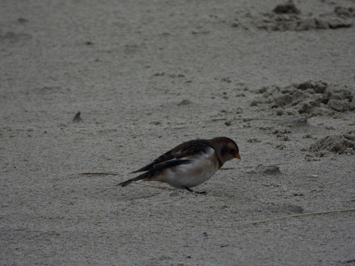 Snow Bunting - ML646648367