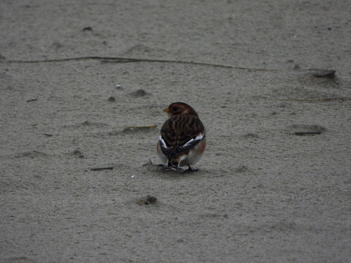 Snow Bunting - ML646648368