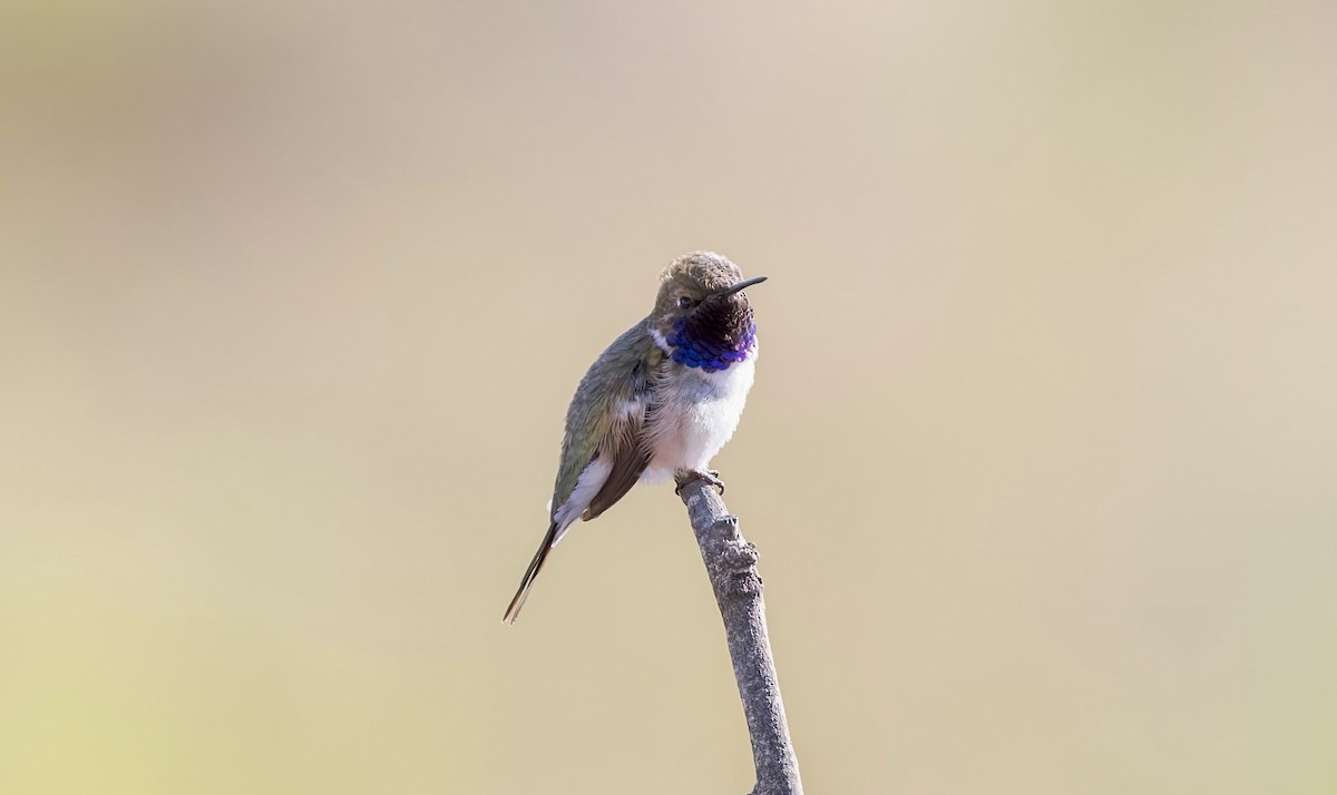 Chilean Woodstar - ML646648369