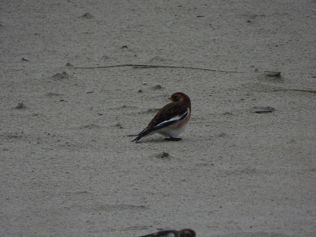 Snow Bunting - ML646648370