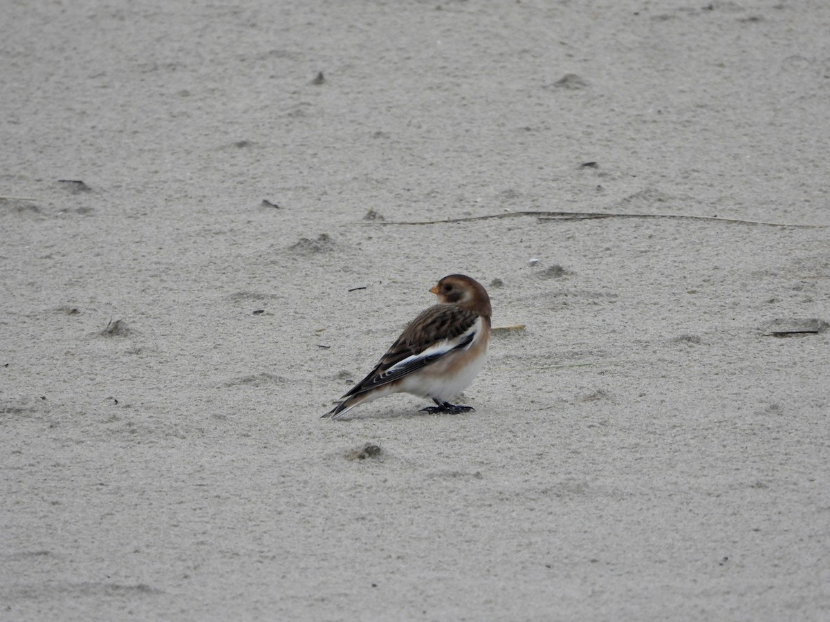 Snow Bunting - ML646648371