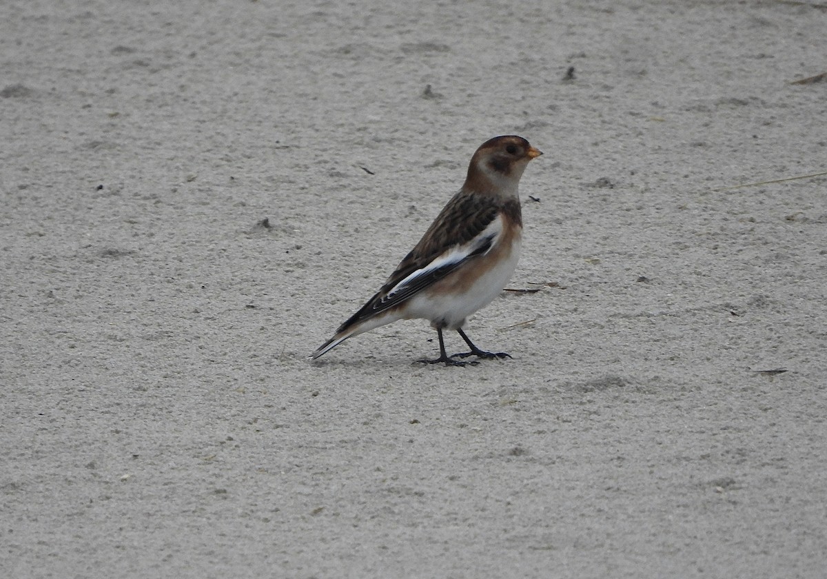 Snow Bunting - ML646648372