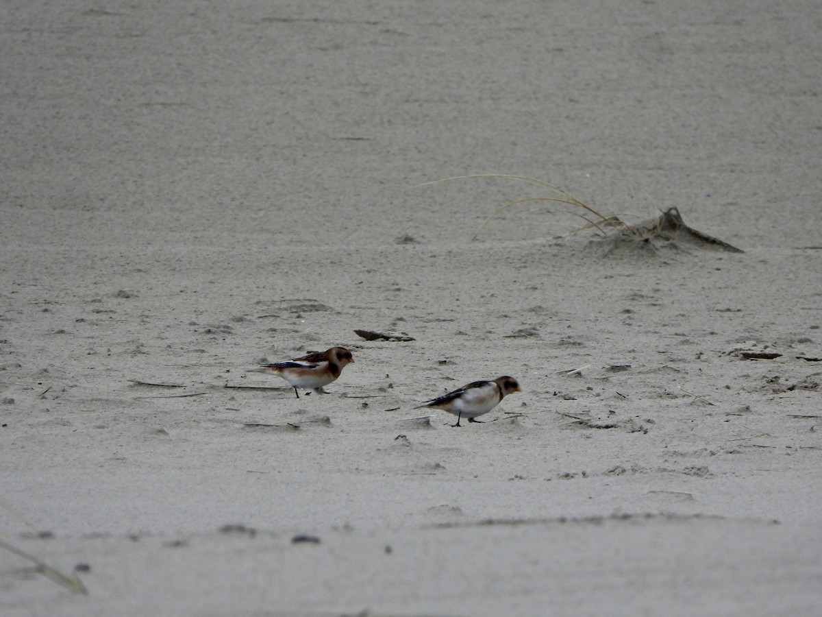 Snow Bunting - ML646648373