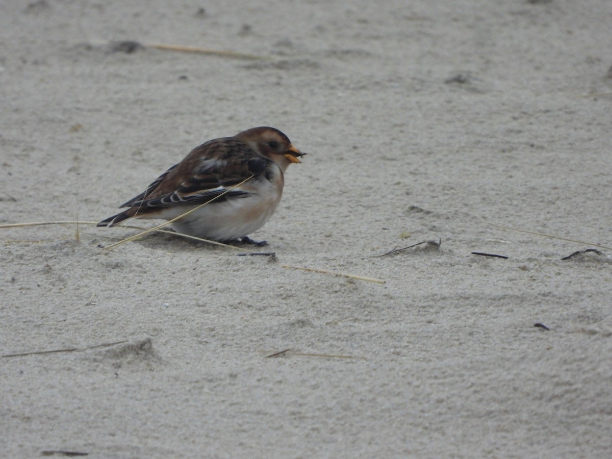 Snow Bunting - ML646648374