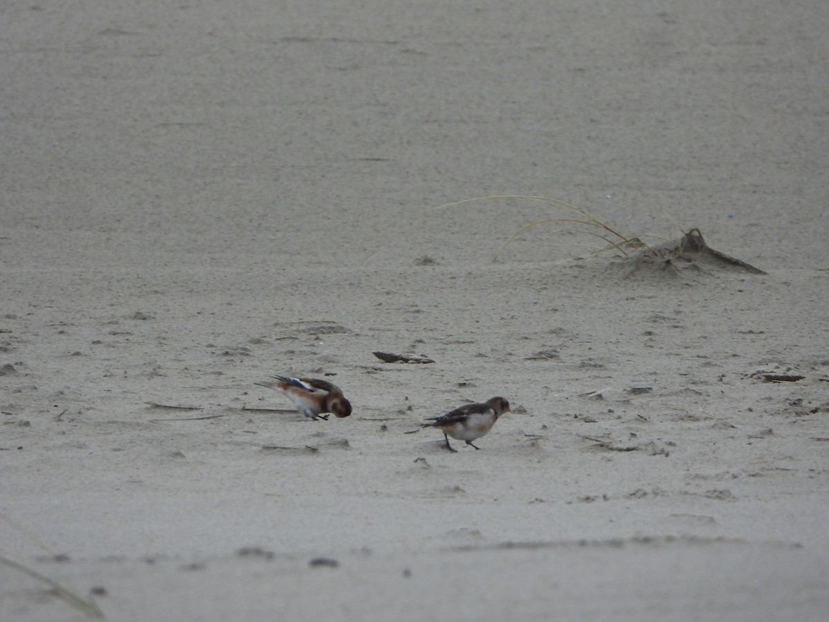 Snow Bunting - ML646648376