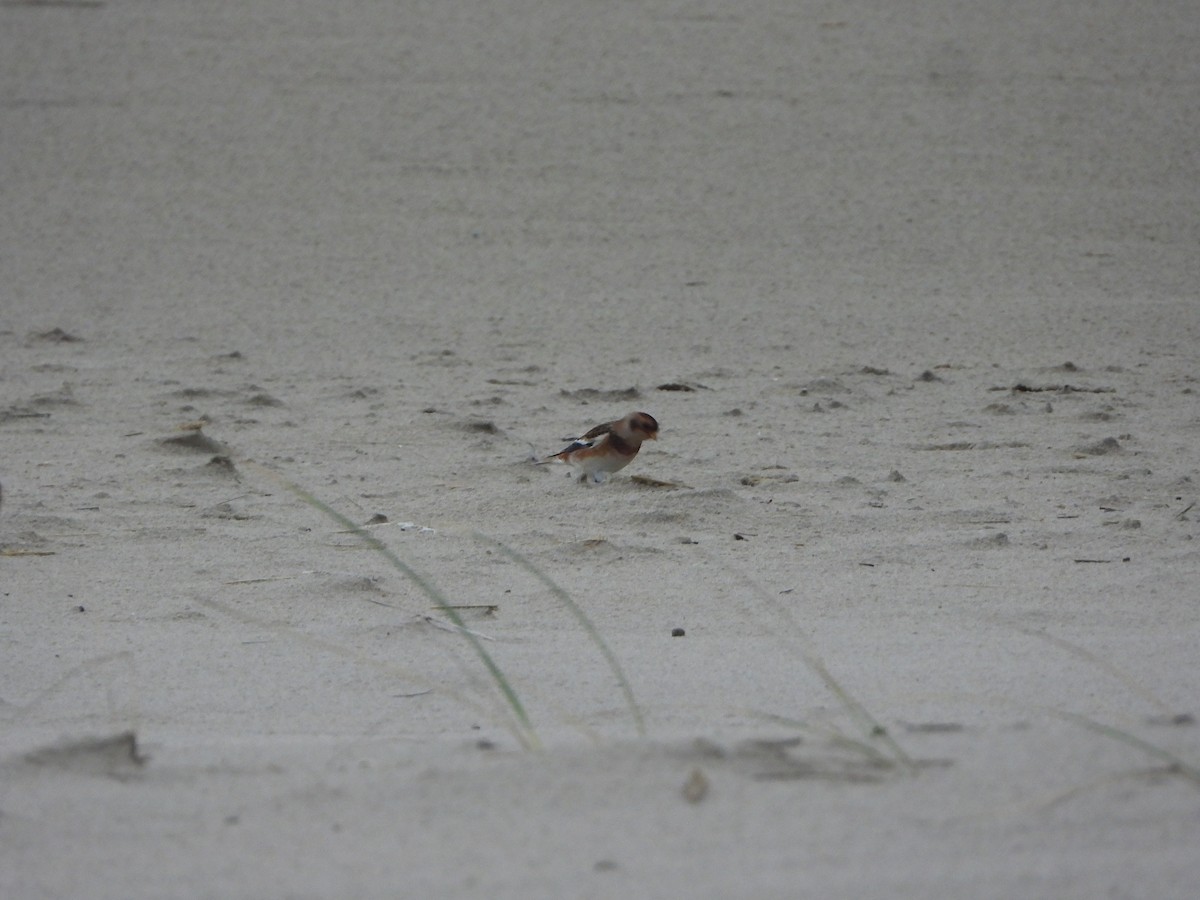 Snow Bunting - ML646648377