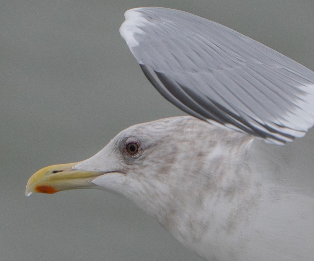 Kaio hegalzuria (thayeri) - ML646648378