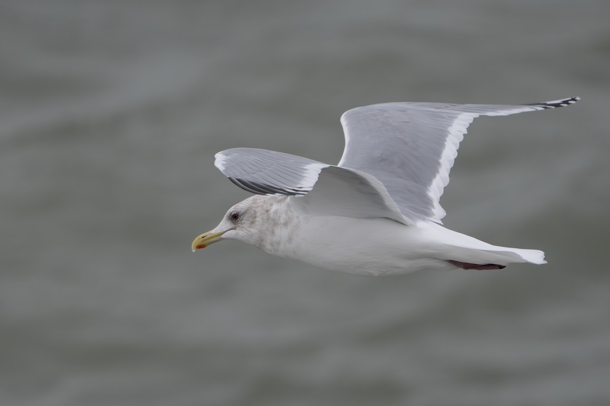 Kaio hegalzuria (thayeri) - ML646648380