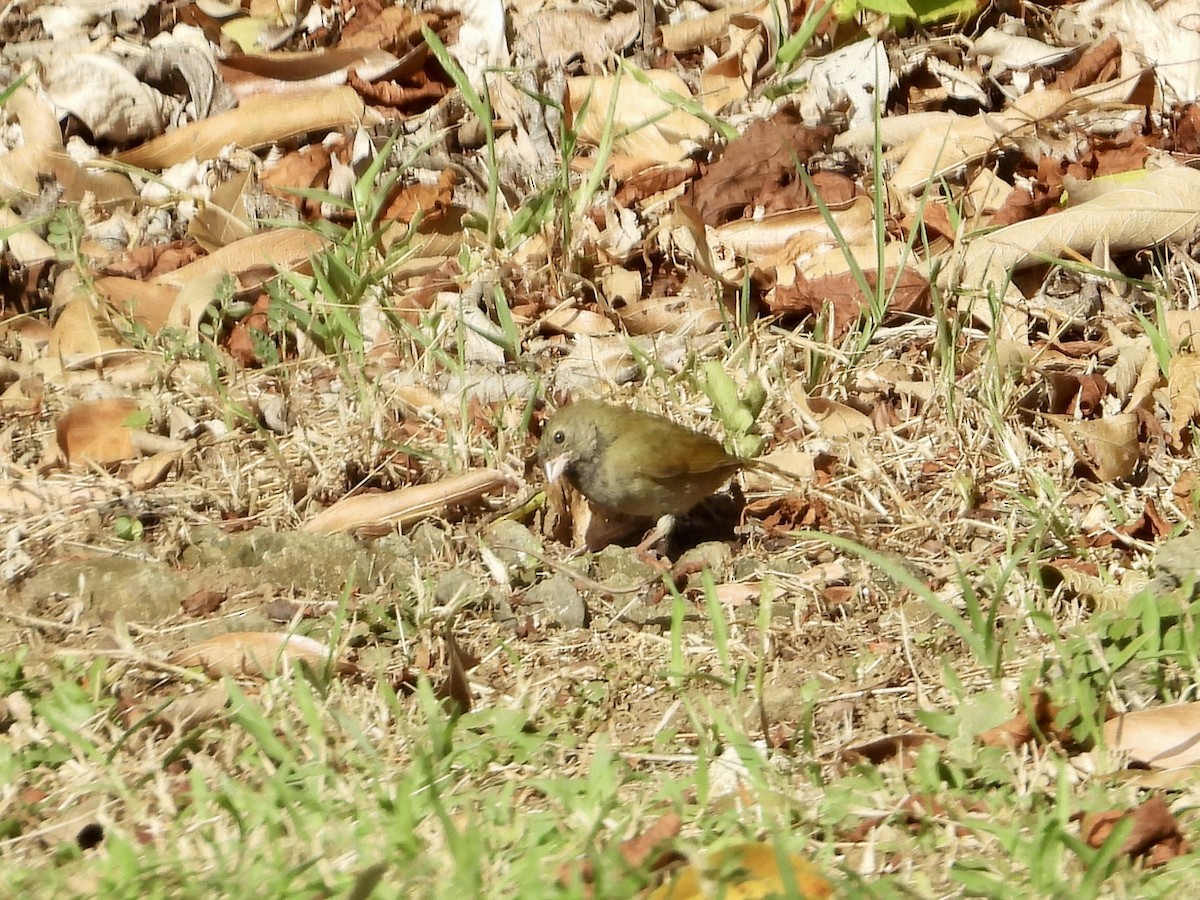 Black-faced Grassquit - ML646648382