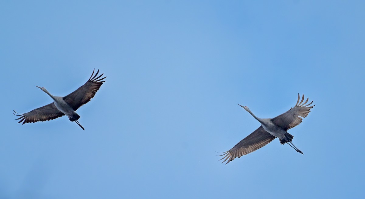 Kurrilo kanadarra - ML646648383