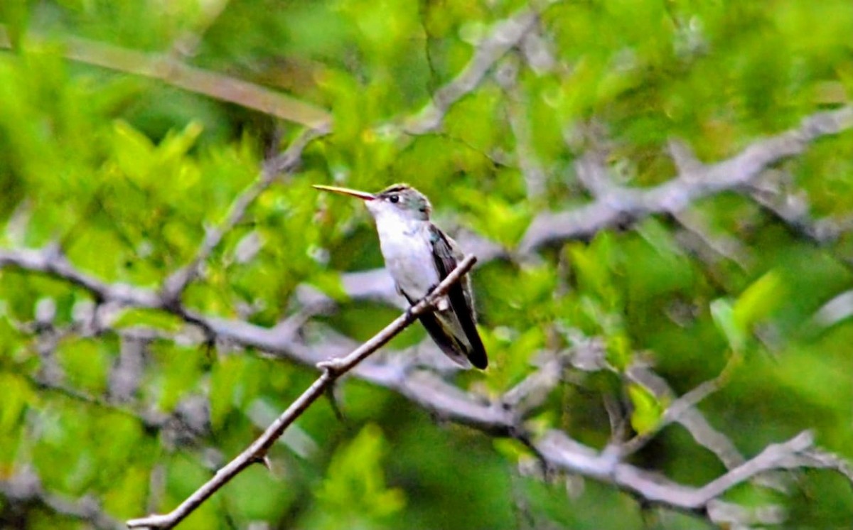 White-bellied Hummingbird - ML646648384