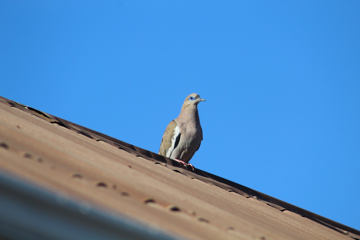 West Peruvian Dove - ML646648387