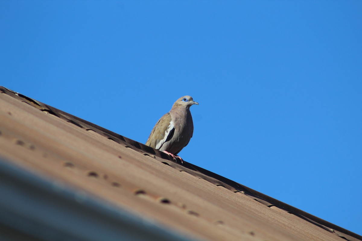 West Peruvian Dove - ML646648388