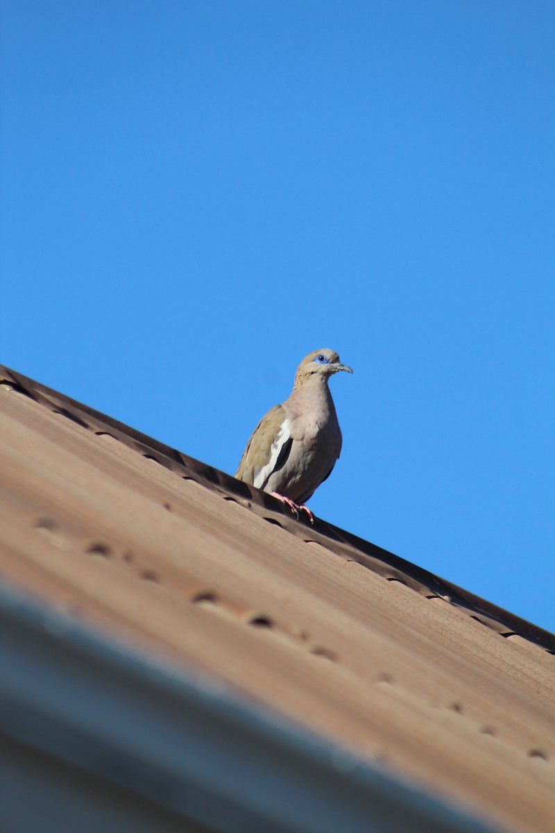 West Peruvian Dove - ML646648389