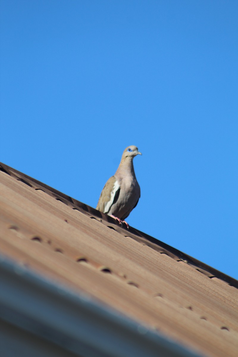 West Peruvian Dove - ML646648390