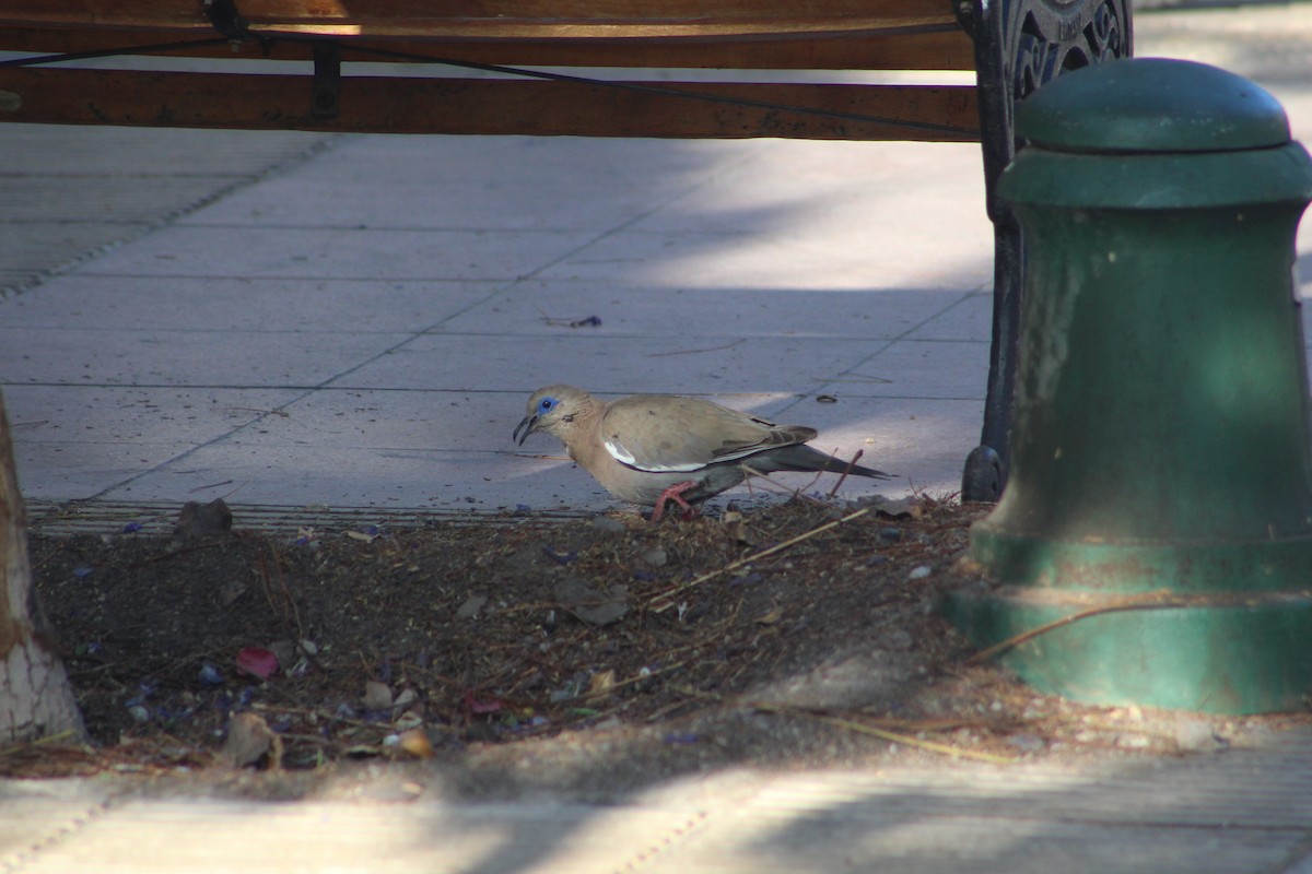 West Peruvian Dove - ML646648391