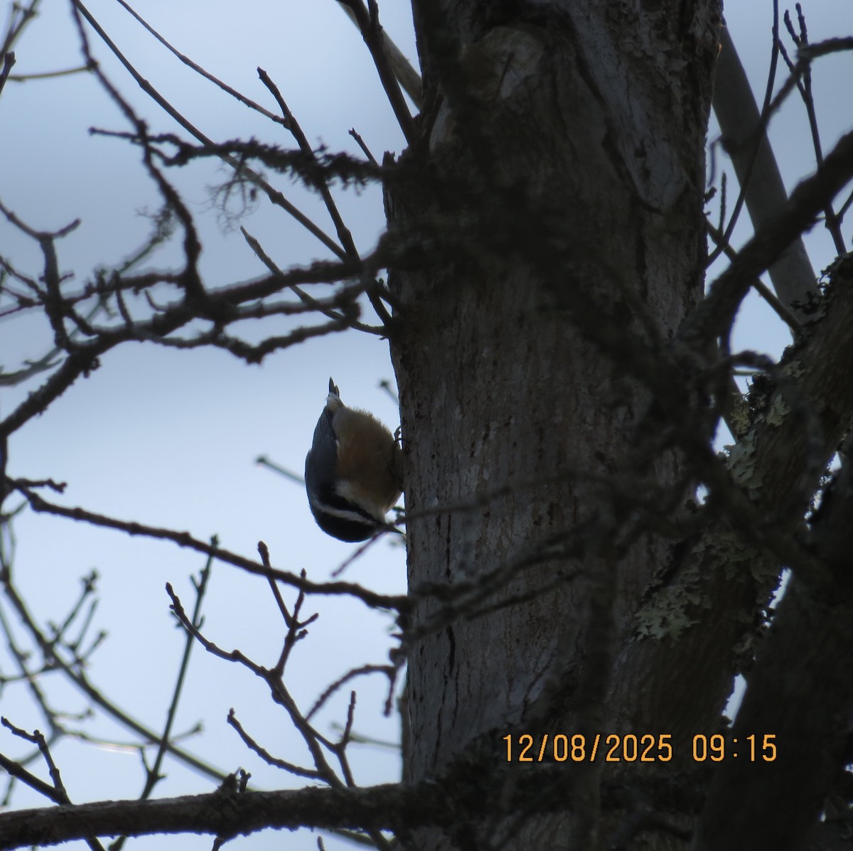 Red-breasted Nuthatch - ML646648392