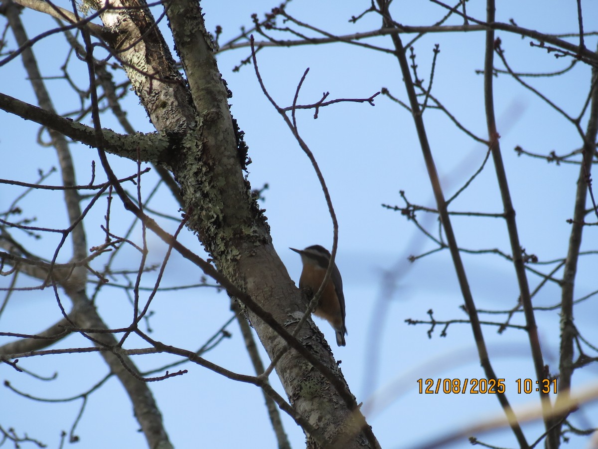 Red-breasted Nuthatch - ML646648393