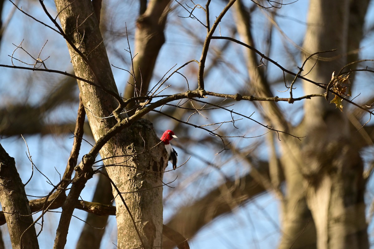 Pic à tête rouge - ML646648394