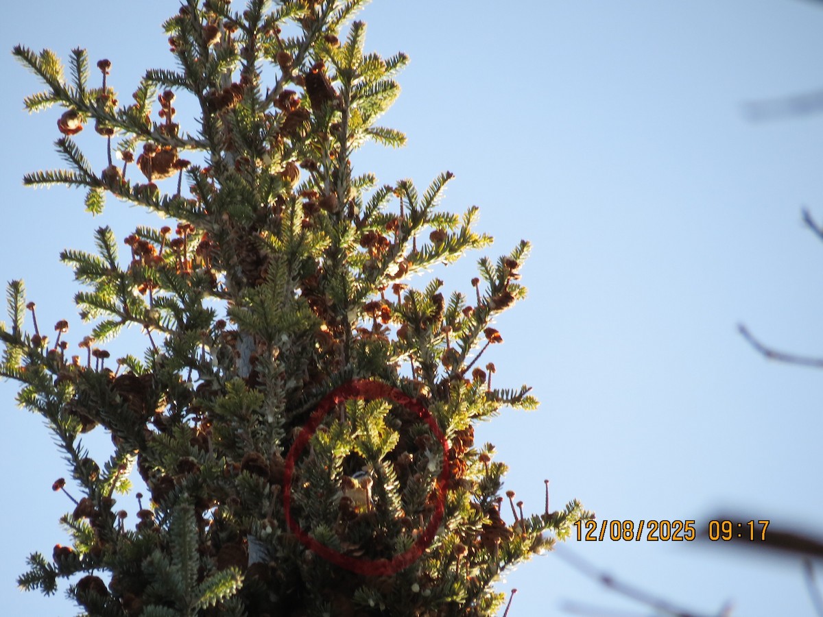 Red-breasted Nuthatch - ML646648395