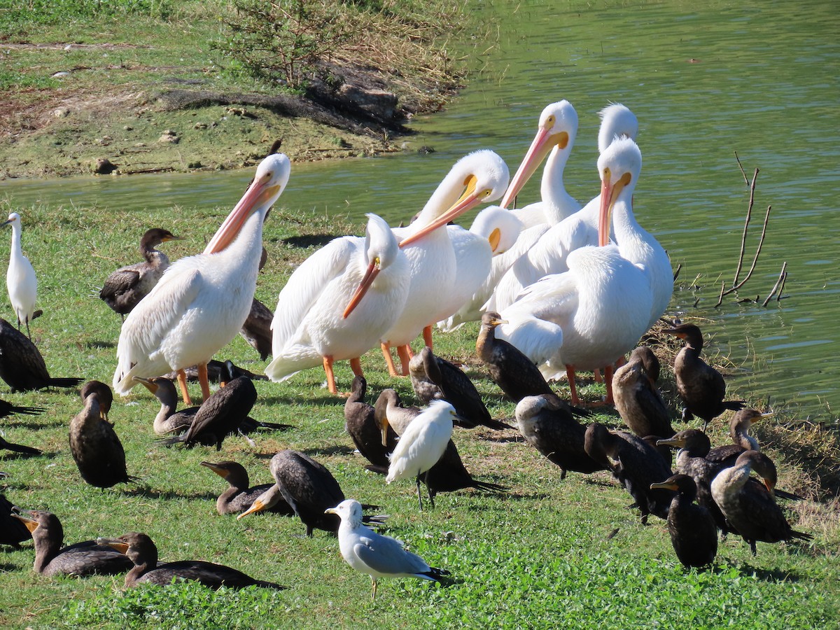 Amerika Pelikanı - ML646648396