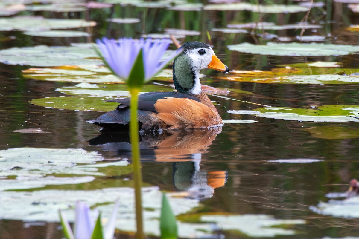 African Pygmy-Goose - ML646648399