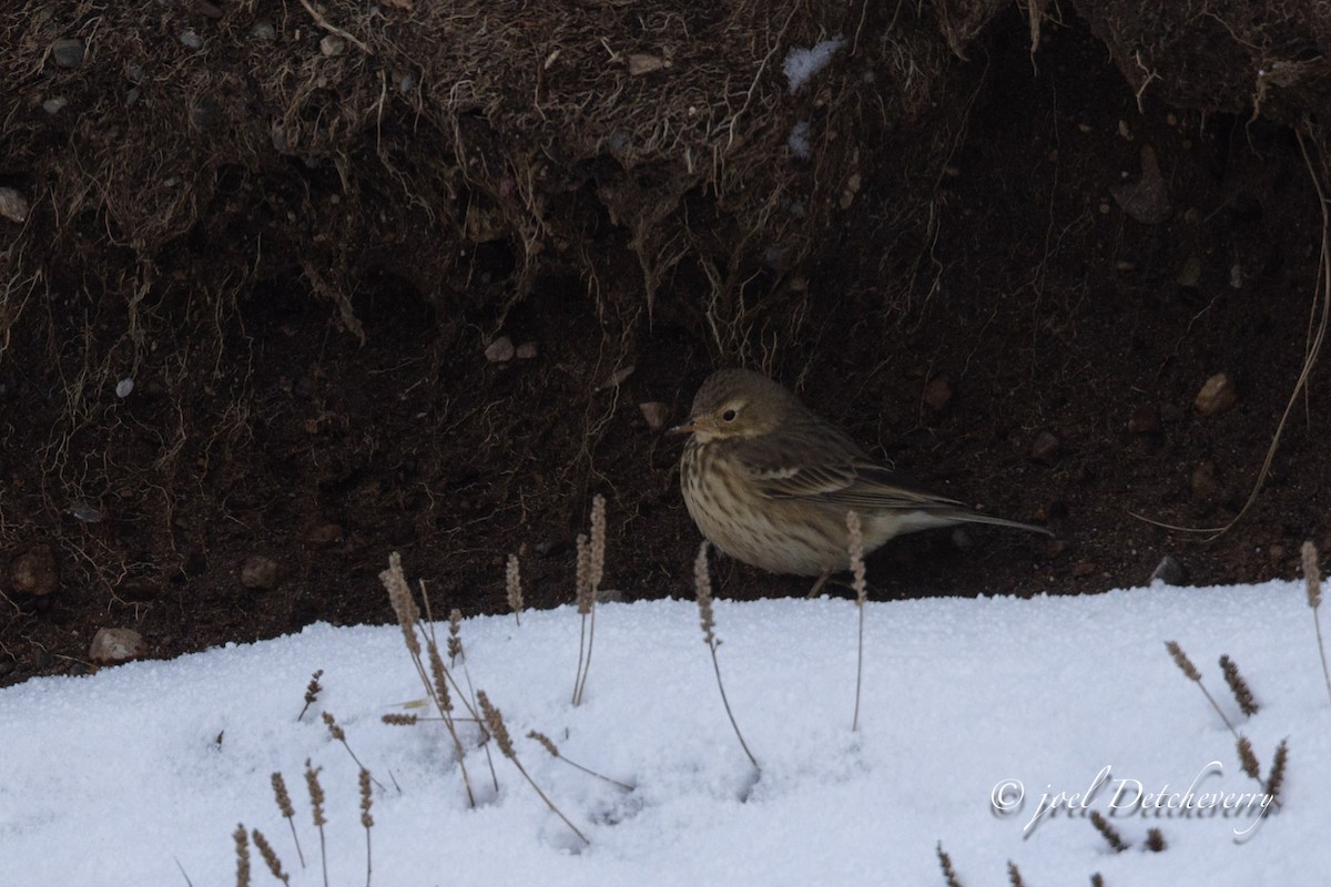 linduška tundrová - ML646648400