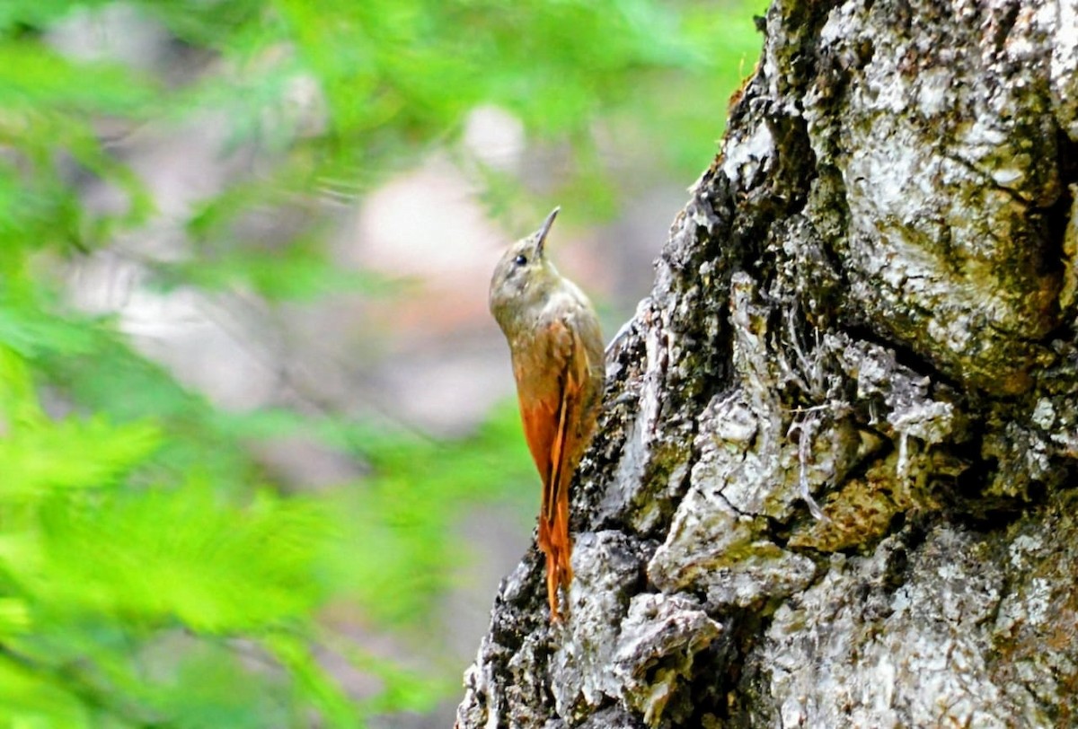 Olivaceous Woodcreeper - ML646648401