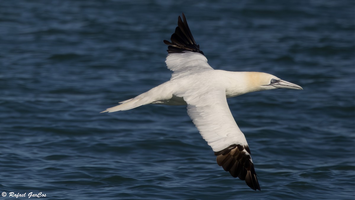 Alcatraz Atlántico - ML646648402
