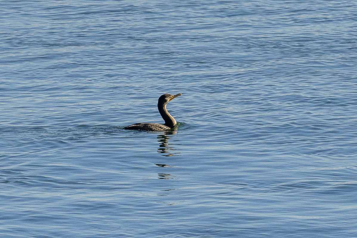 Double-crested Cormorant - ML646648403