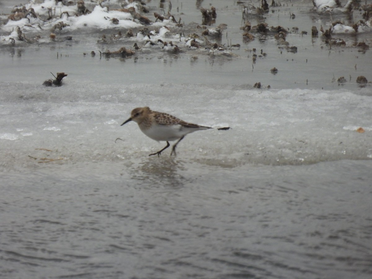 Baird's Sandpiper - ML646648404