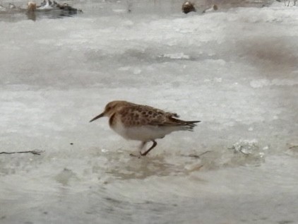 Baird's Sandpiper - ML646648405