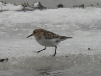 Baird's Sandpiper - ML646648406