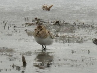 Baird's Sandpiper - ML646648407