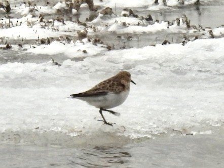 Baird's Sandpiper - ML646648408