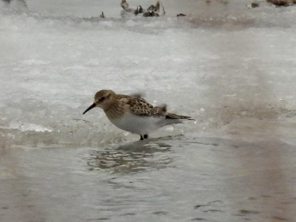 Baird's Sandpiper - ML646648409
