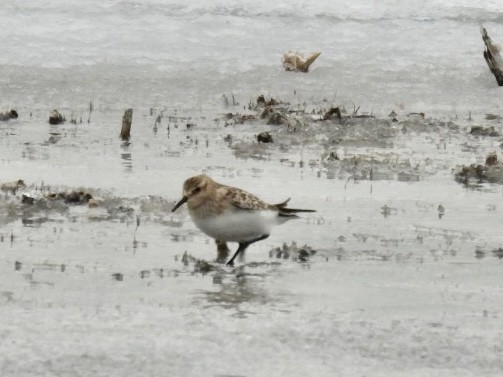 Baird's Sandpiper - ML646648410