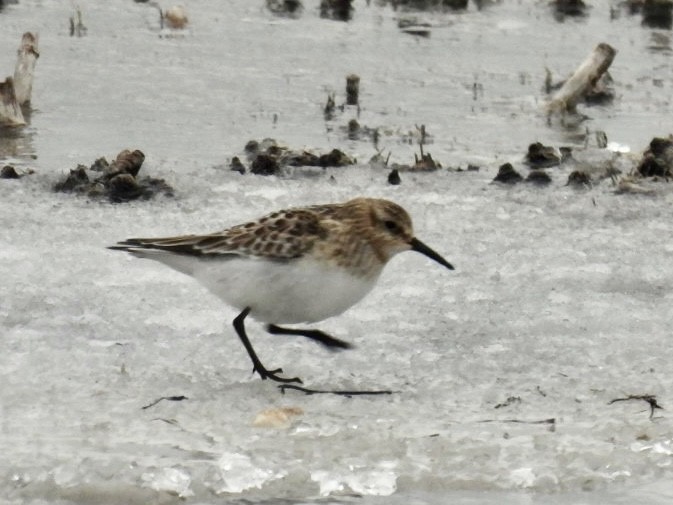 Baird's Sandpiper - ML646648411