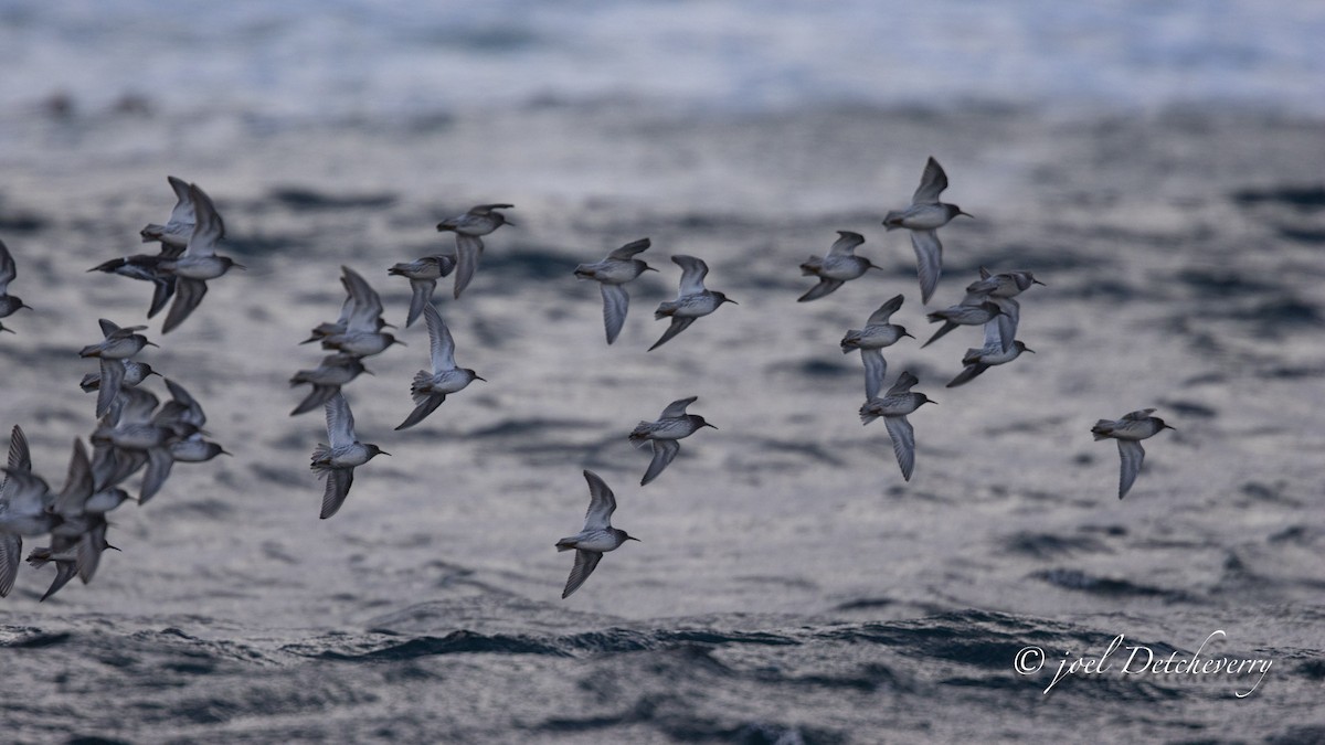 jespák mořský - ML646648412