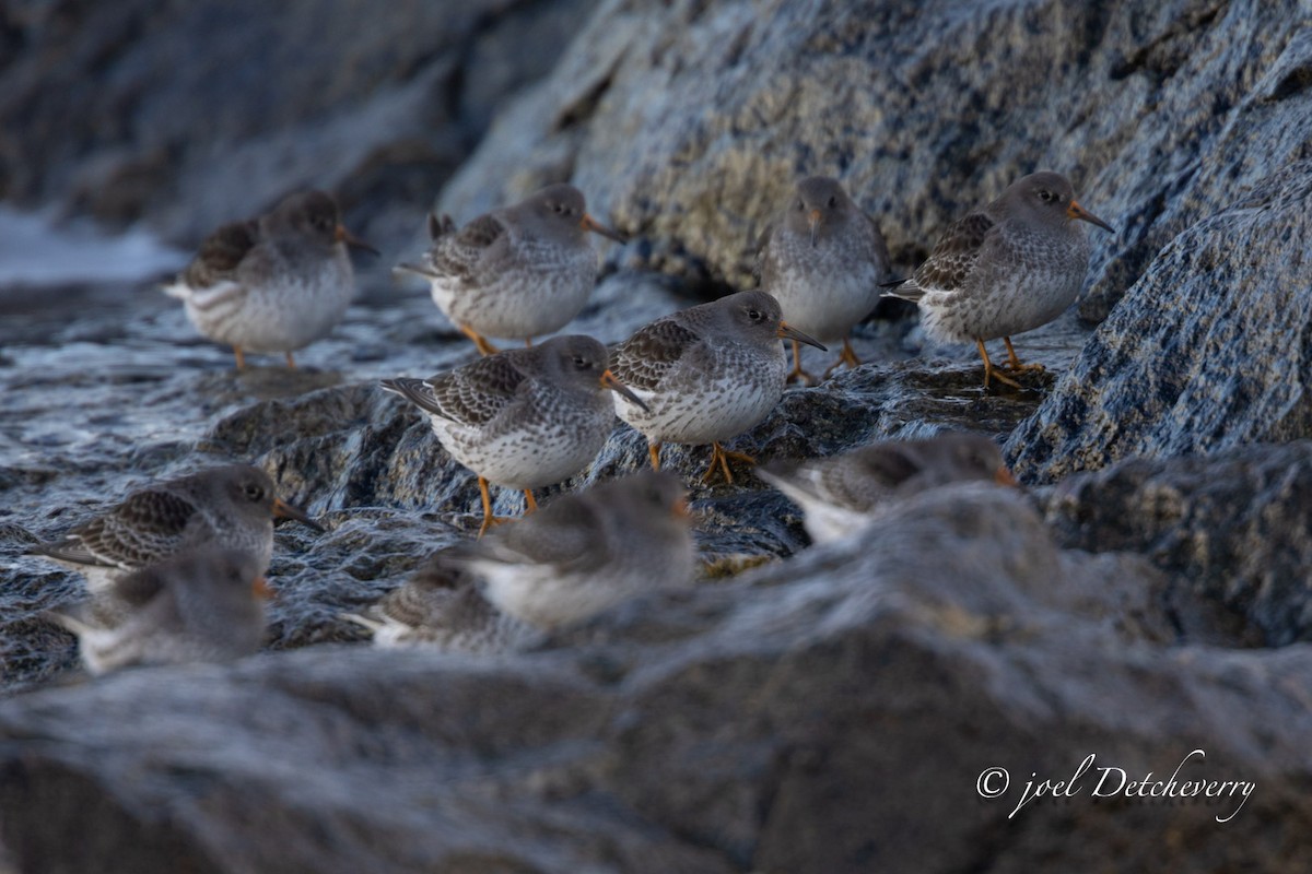 jespák mořský - ML646648413