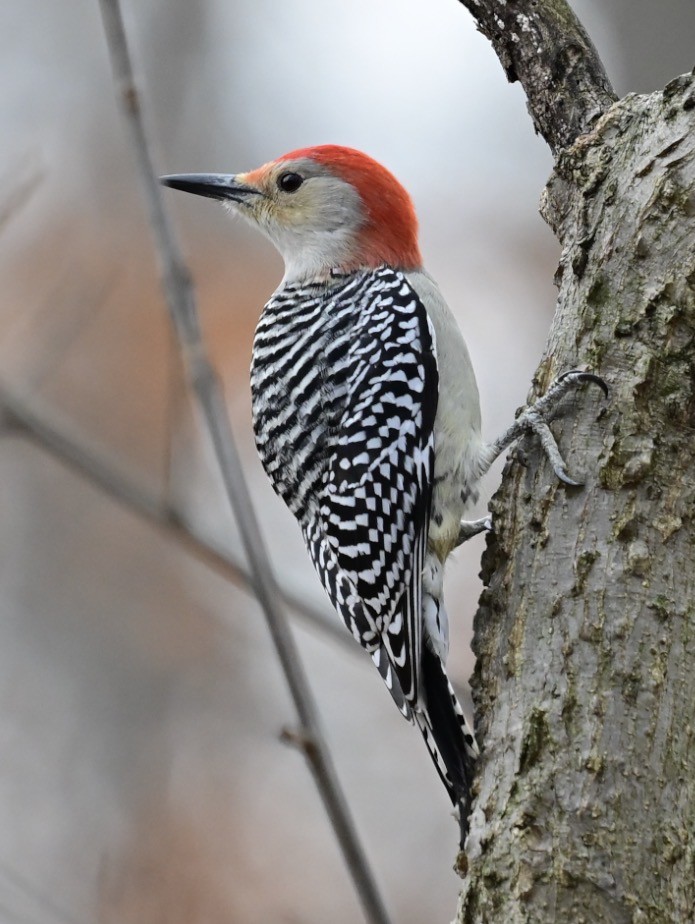 Pic à ventre roux - ML646648414