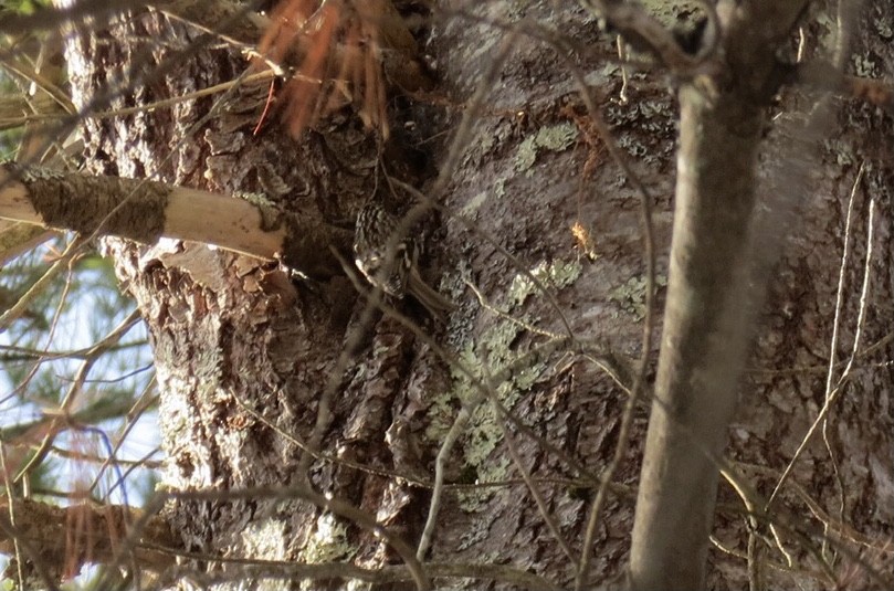 Brown Creeper - ML646648415