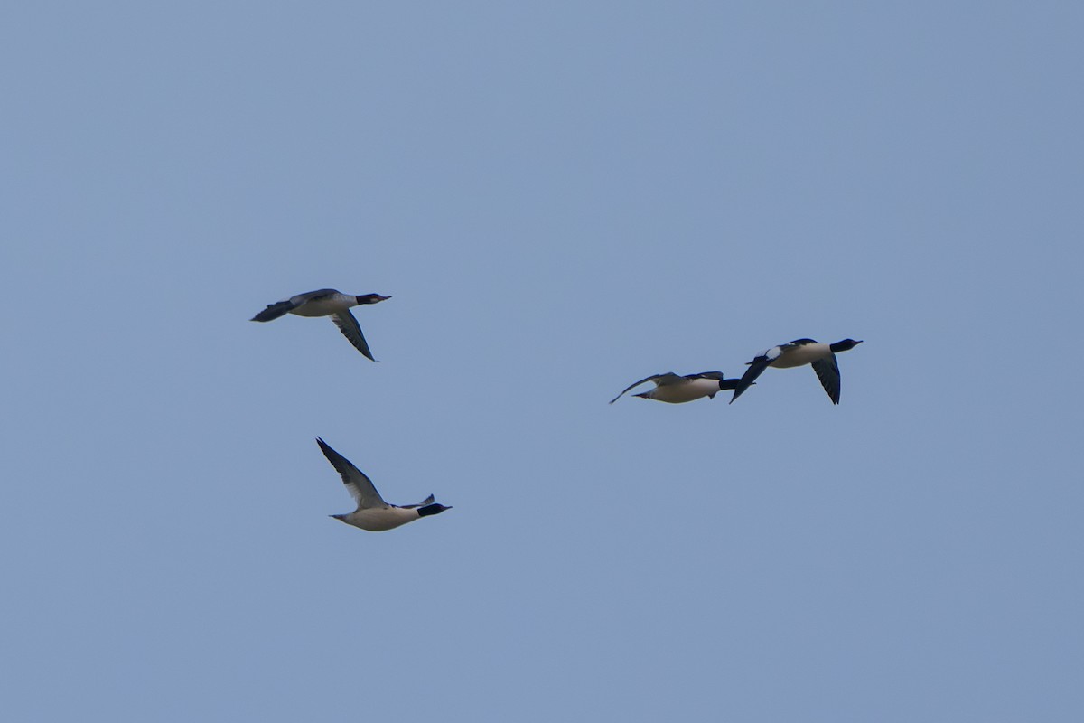 Common Merganser - ML646648416